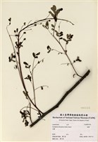 藏品(雲實)的圖片